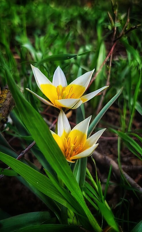 Первоцветы - Оксана Н.