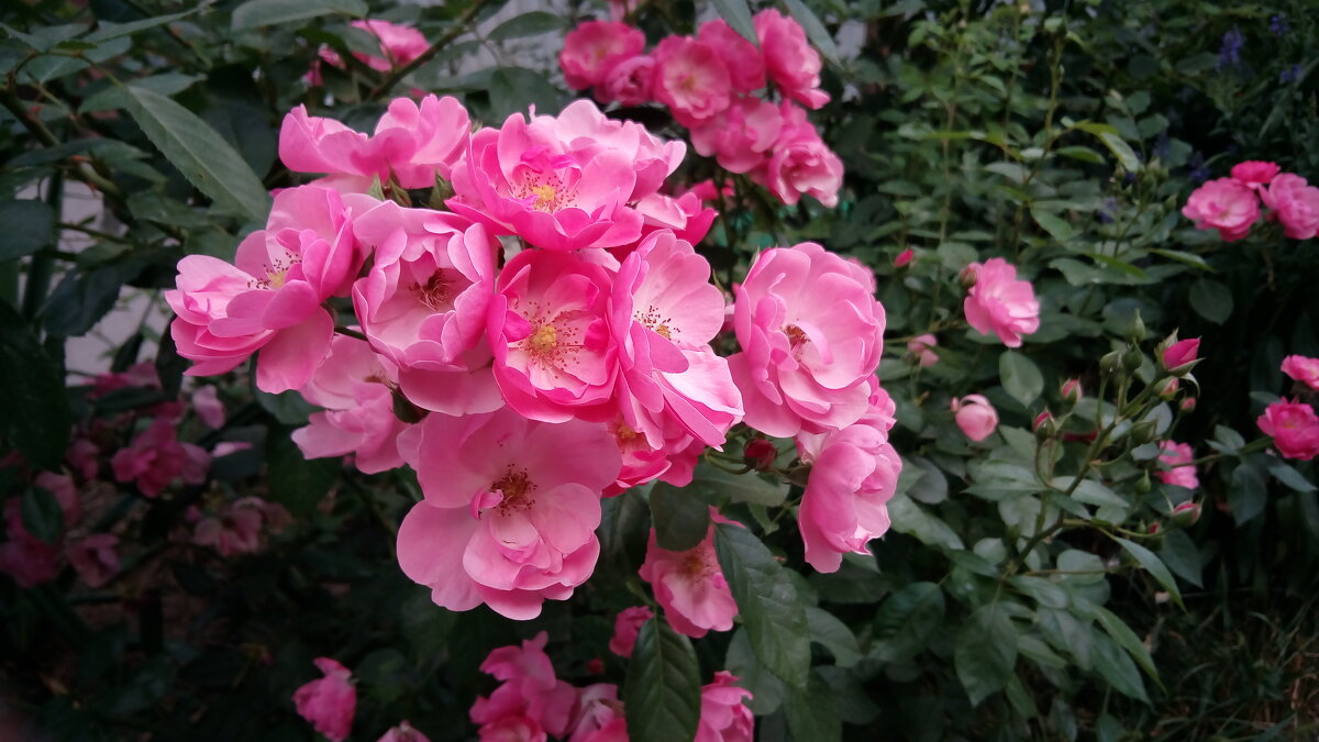 ,,, - Сергей Тимоновский ,,, - Сергей Тимоновский