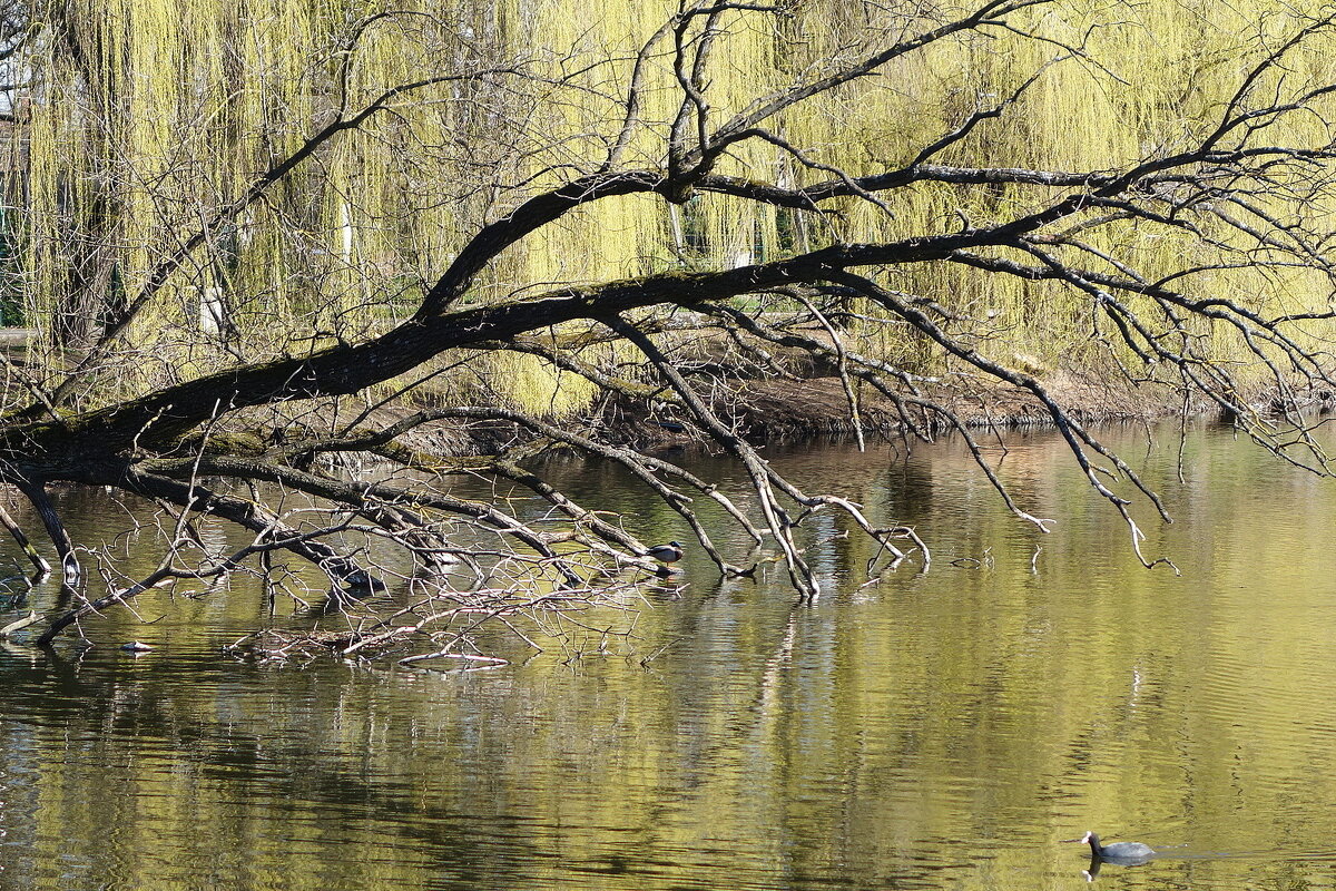 Апрель - Рита Симонова Апрель - Рита Симонова