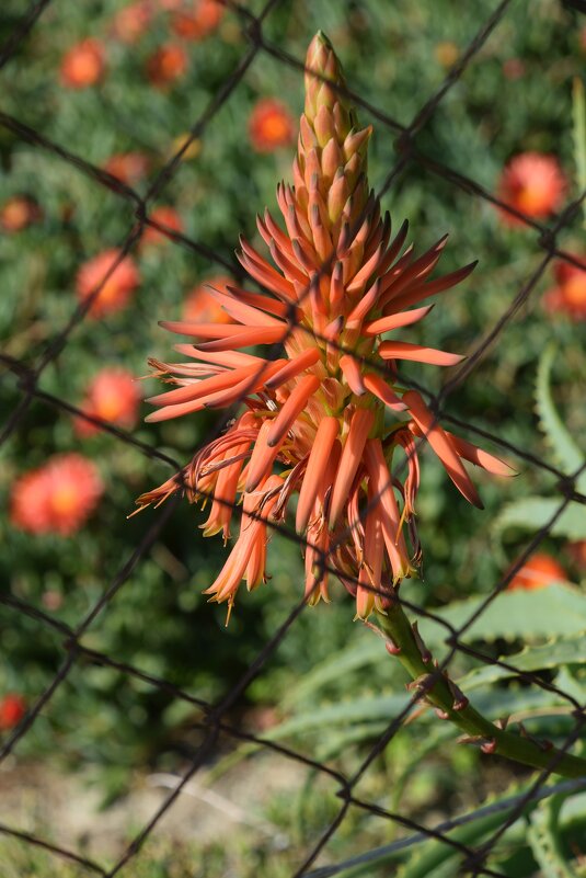 Вот так цветёт алоэ - Oleg4618 Шутченко