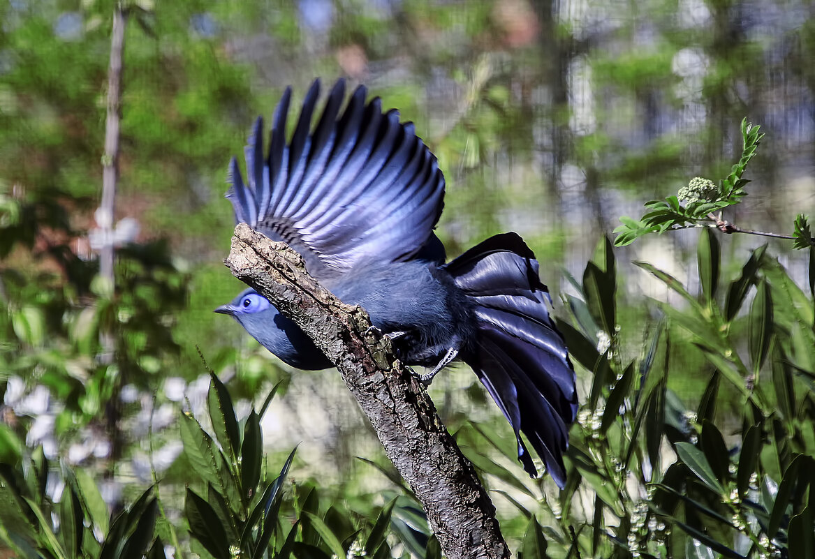 Шелковая кукушка синего цвета - Андроник Александр Шелковая кукушка синего цвета - Андроник Александр
