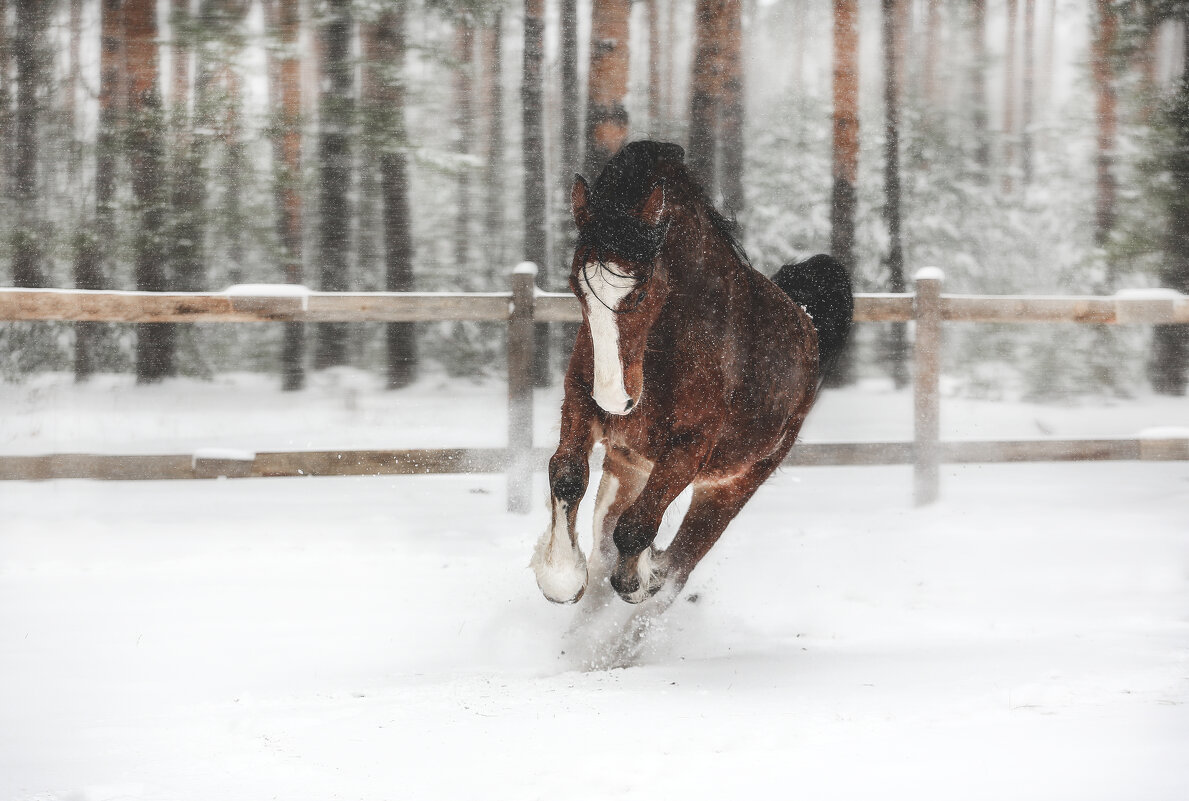 Геркулес - Кристина Щукина