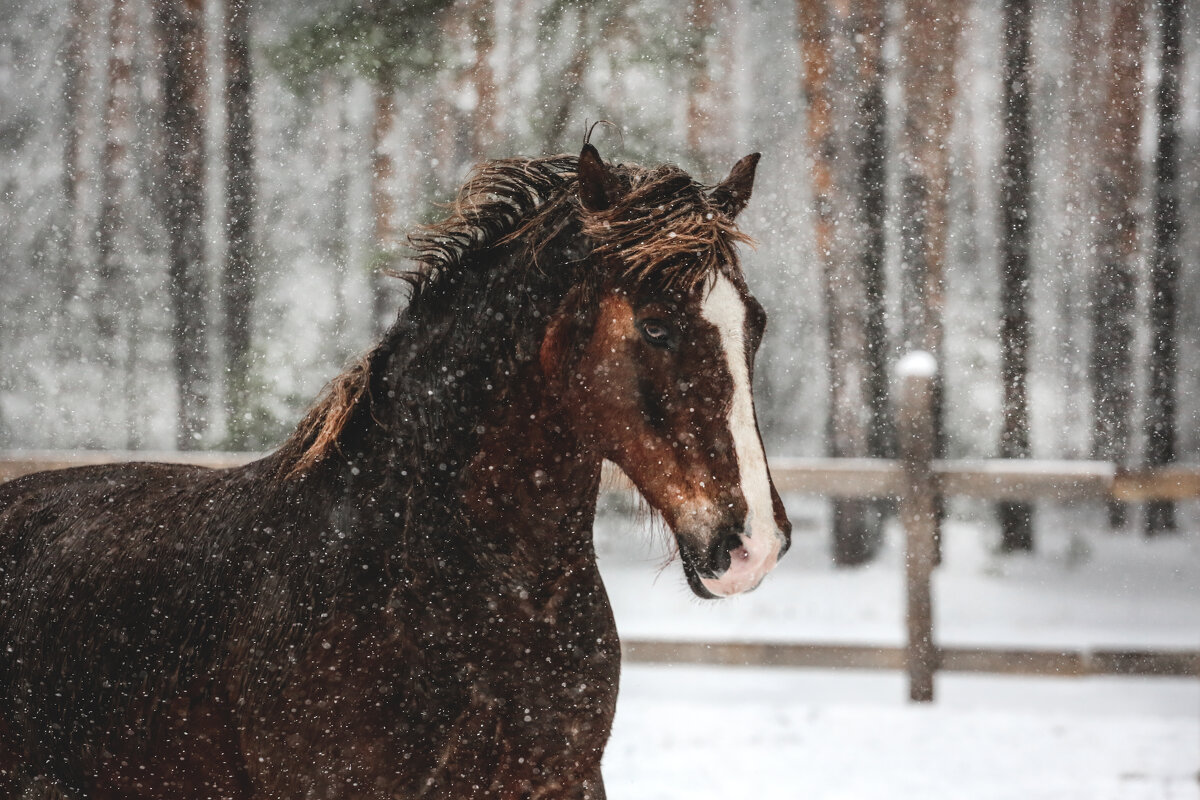 Дэнвер - Кристина Щукина