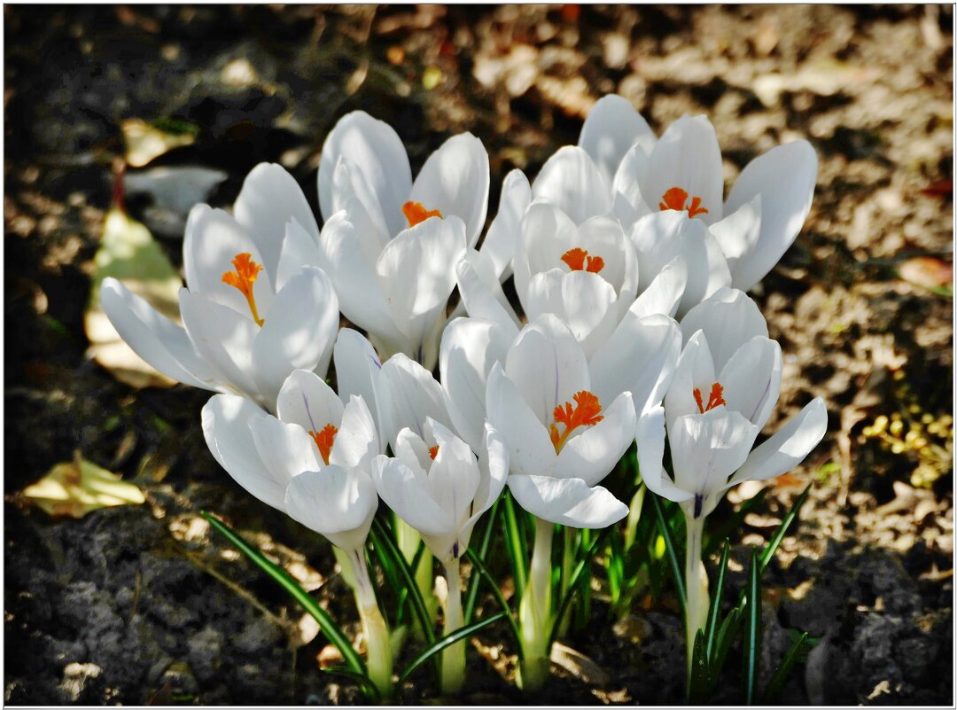 ВЕСЕННИЕ... - Elvira E. ВЕСЕННИЕ... - Elvira E.