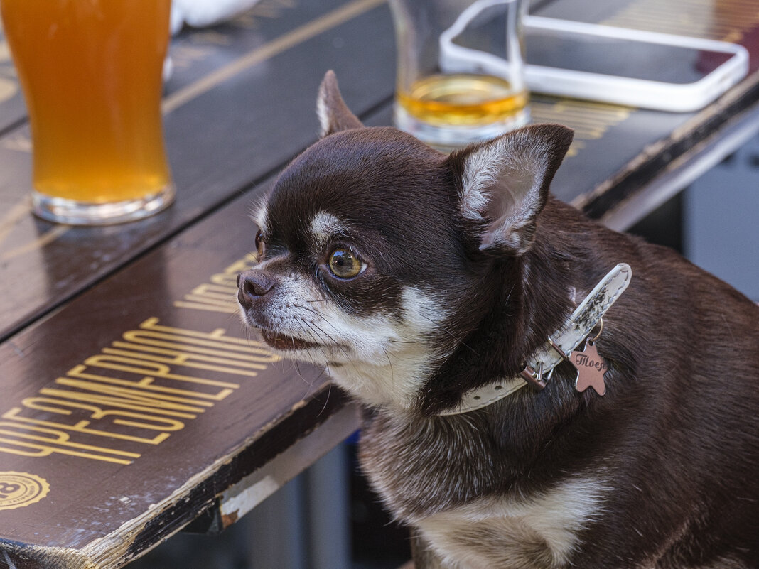 Тося. - Александр 