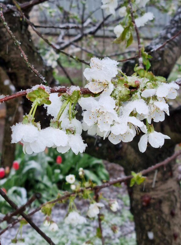 Цветущая черешня в снегу - Наталья Цветущая черешня в снегу - Наталья