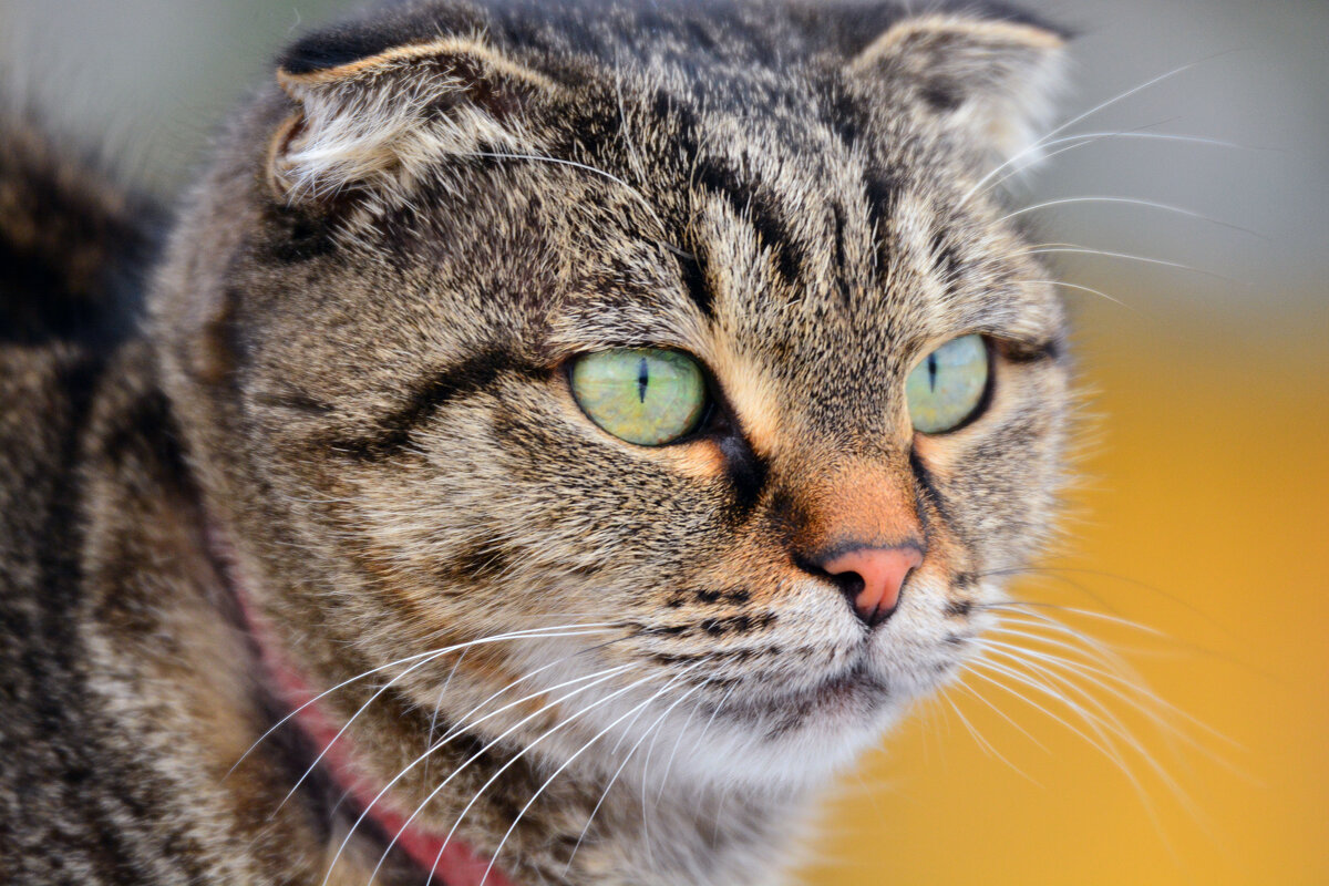 портрет - леонид логинов