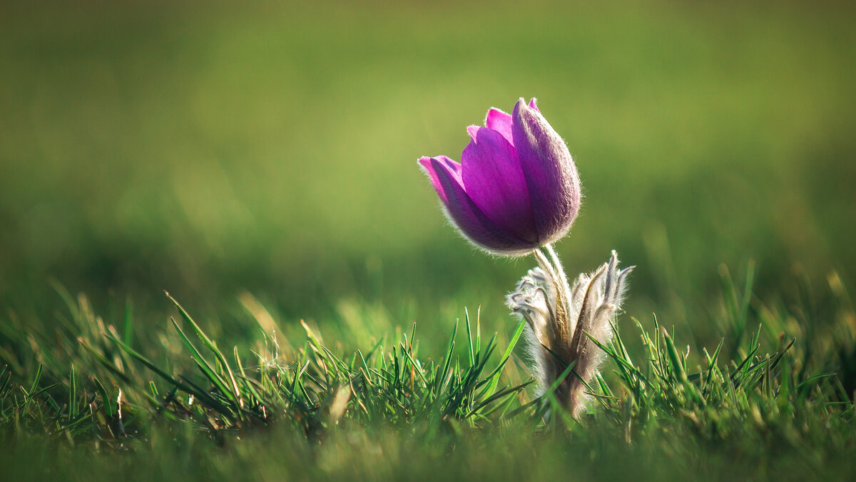 Вестник весны - Александр ... Вестник весны - Александр ...