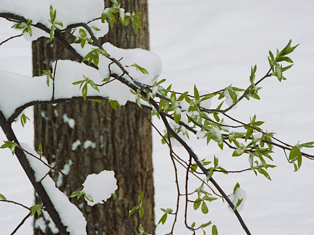 Капризы природы - Лина 