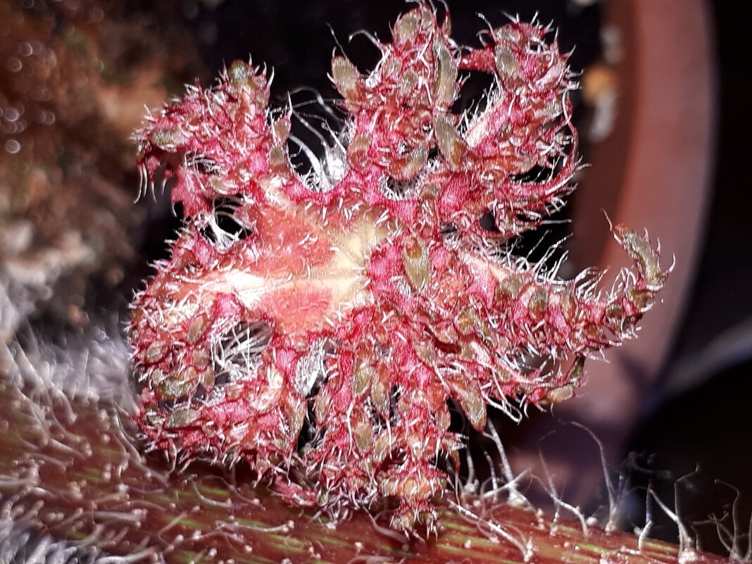 .Бегония борщевиколистная... - Надежда 