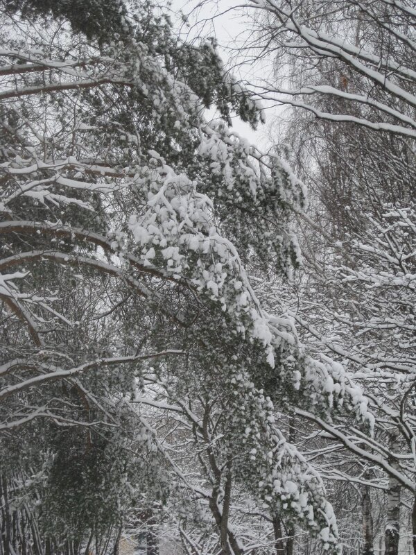 Апреля зимние красоты. Год 2025 - Дмитрий Никитин