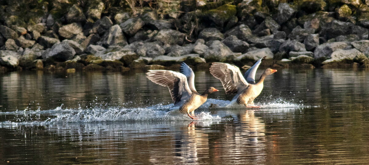 -- - vladimir -- - vladimir