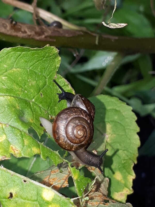 Улитка "Тяни-толкай" - Надежда 