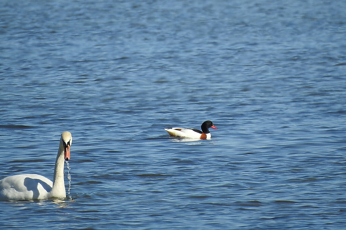 весна - ИННА ПОРОХОВА