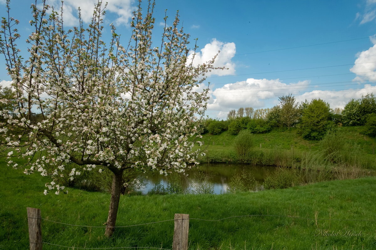 Молодо-зелено... - Николай Гирш