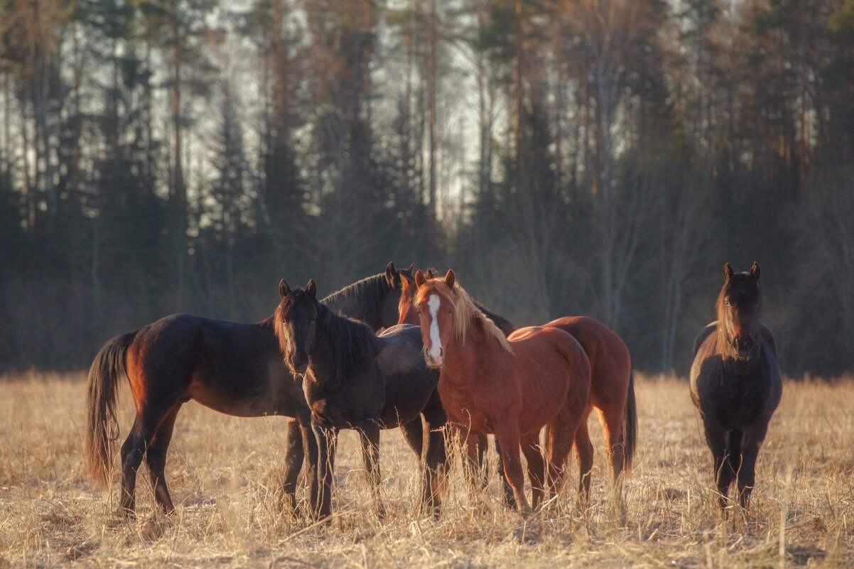 На рассвете - Максим Вышарь На рассвете - Максим Вышарь