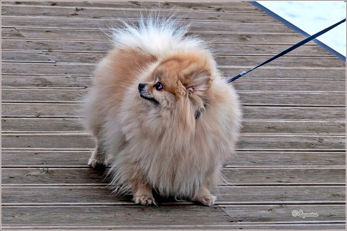 Про весну - Aquarius - Сергей Про весну - Aquarius - Сергей