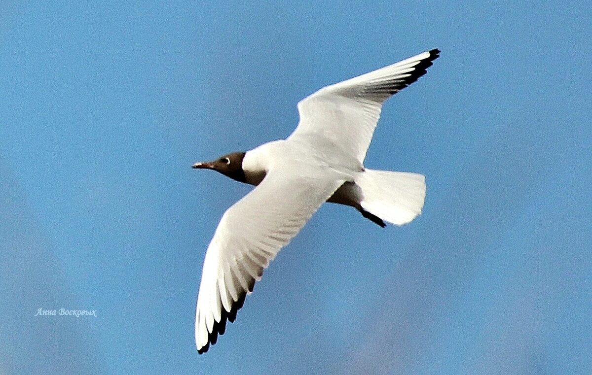 Чайка над озером Медвежьим. - Восковых Анна Васильевна 