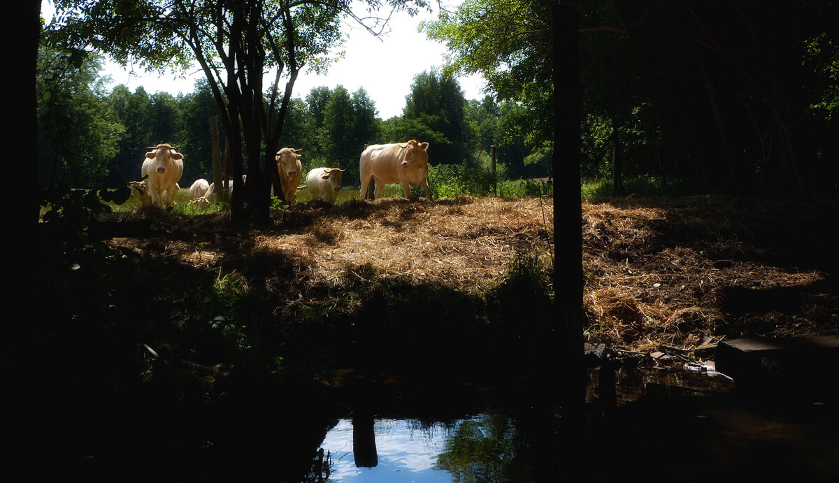 *** - Dan Berli *** - Dan Berli