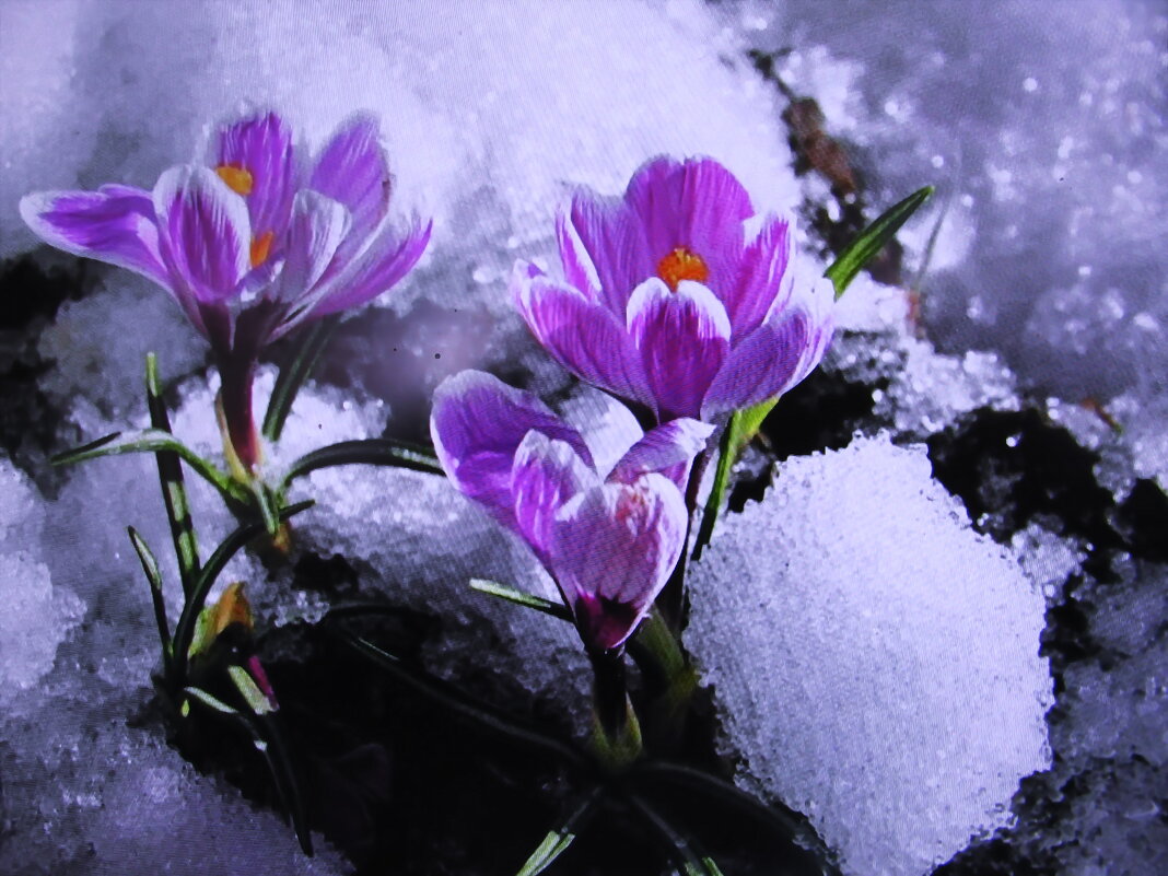 Бедные крокусы - Людмила Смородинская Бедные крокусы - Людмила Смородинская