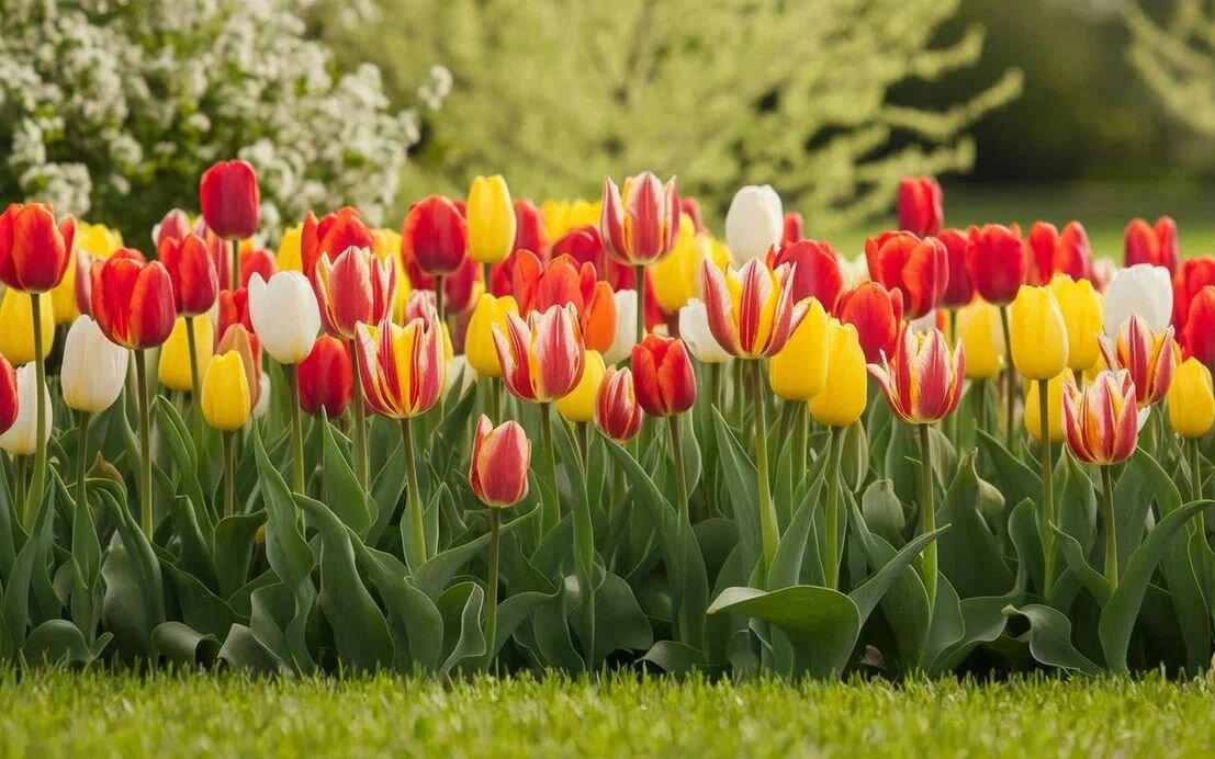 Цветение тюльпанов - Ольга Цветение тюльпанов - Ольга