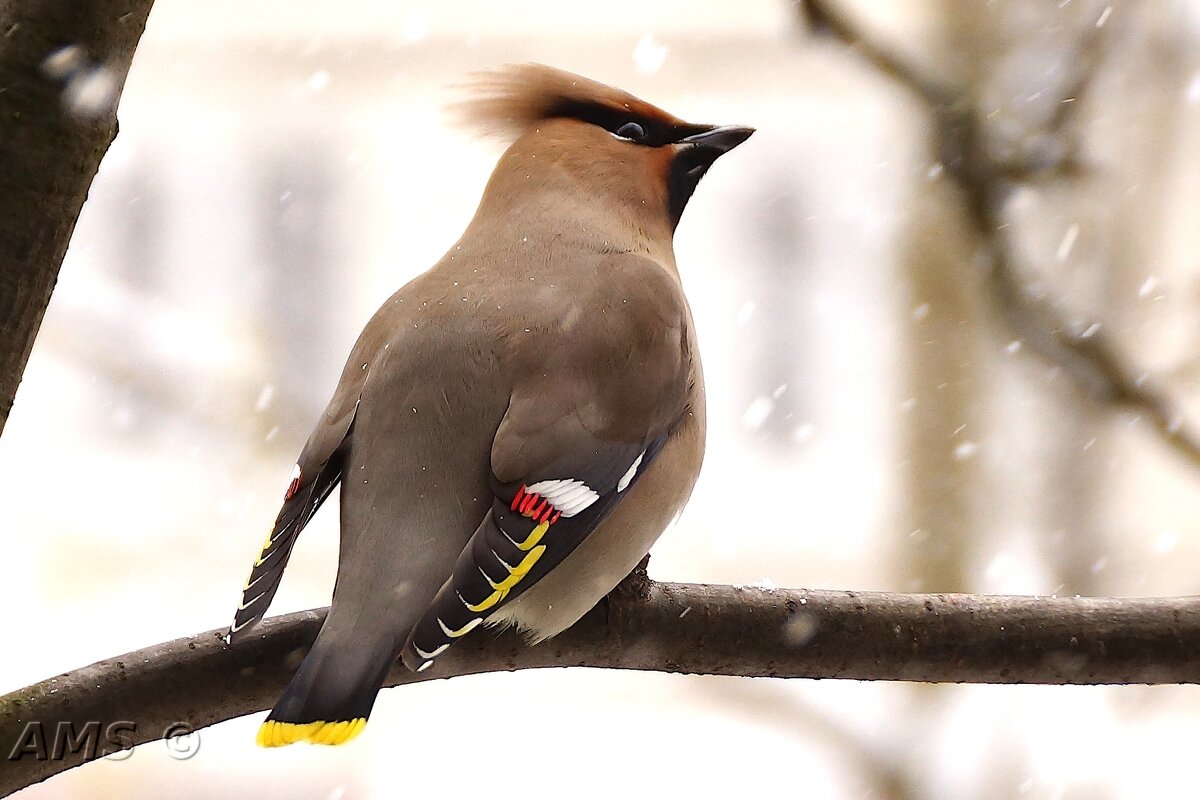 Гостья - kolyeretka Гостья - kolyeretka