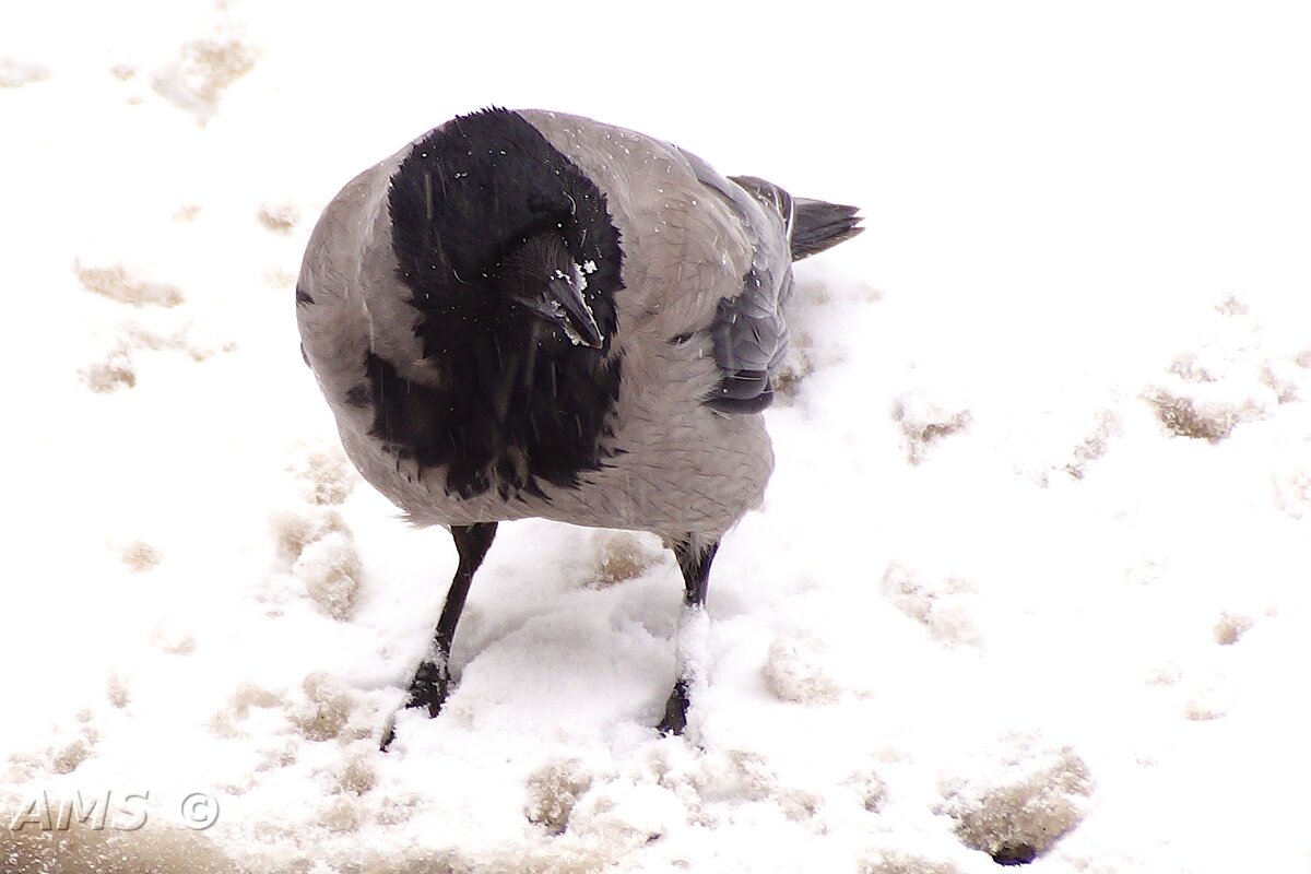 Ларочка - kolyeretka Ларочка - kolyeretka