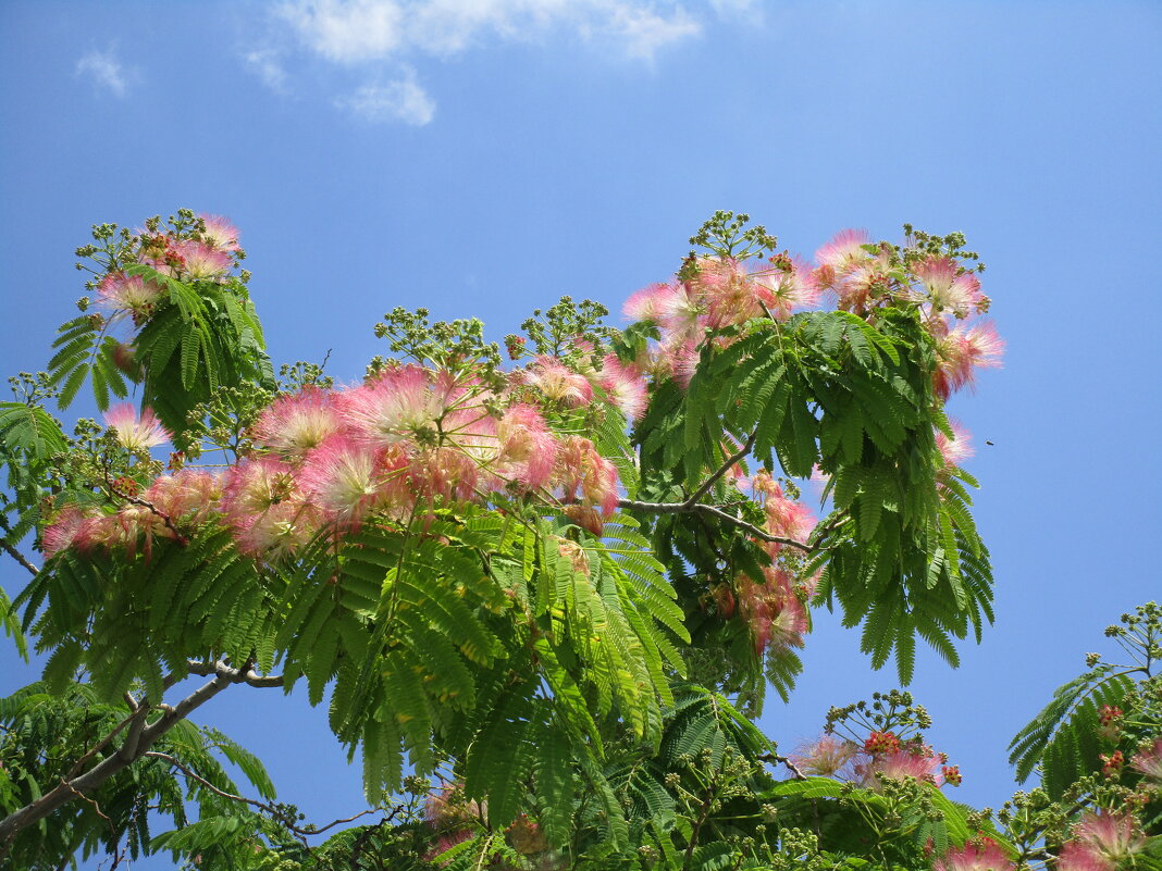 Мармарис июнь Турция - Елена Шаламова Мармарис июнь Турция - Елена Шаламова