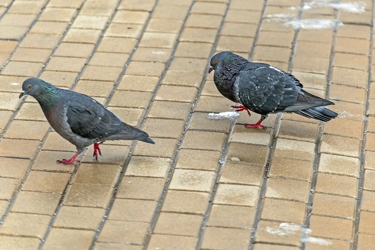 Достал ухажёр - Валерий Иванович