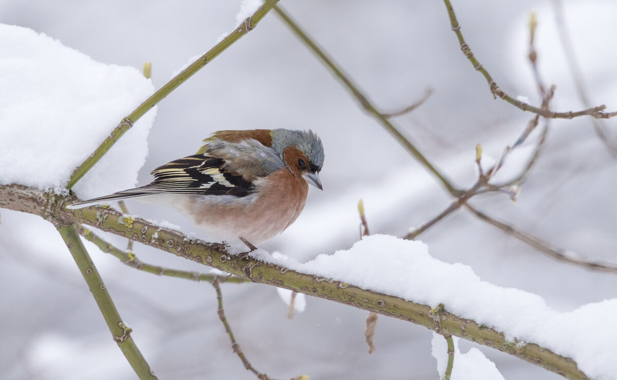 Озябший зяблик. - Владимир Безбородов Озябший зяблик. - Владимир Безбородов