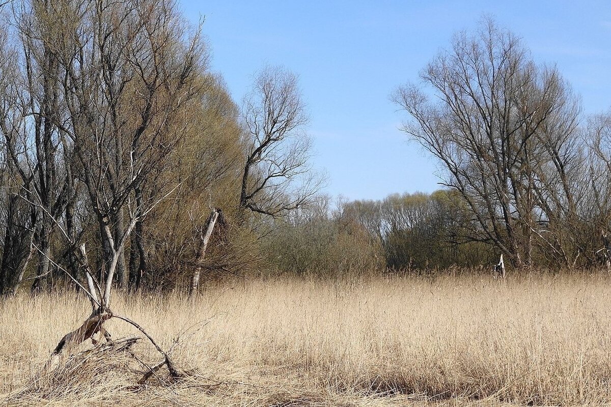 Апрельский пейзаж - Рита Симонова