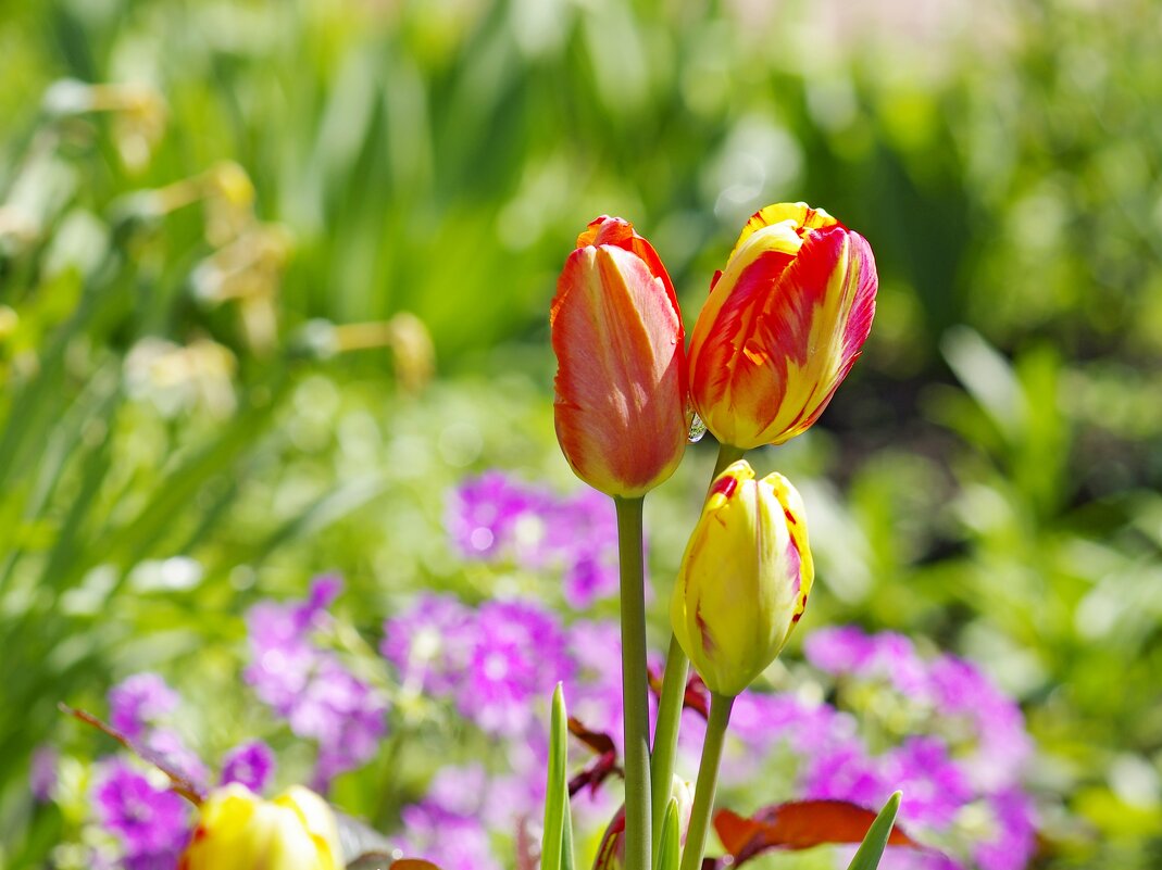 расцвели тюльпаны - Сергей Швечков расцвели тюльпаны - Сергей Швечков