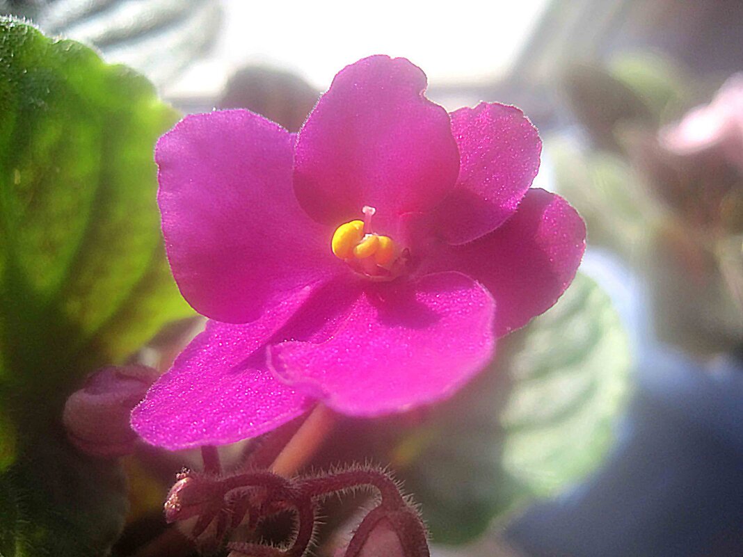 Фиалка - Елена Семигина Фиалка - Елена Семигина