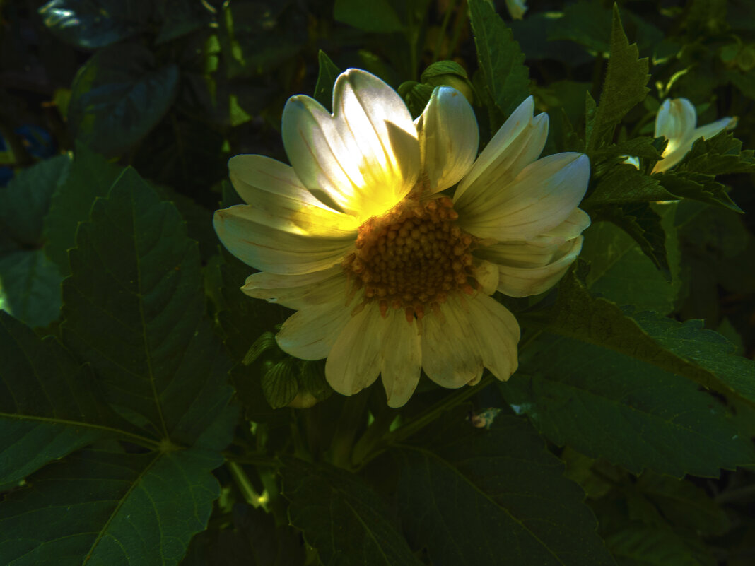 Луч  солнца  золотого - Валентин Семчишин