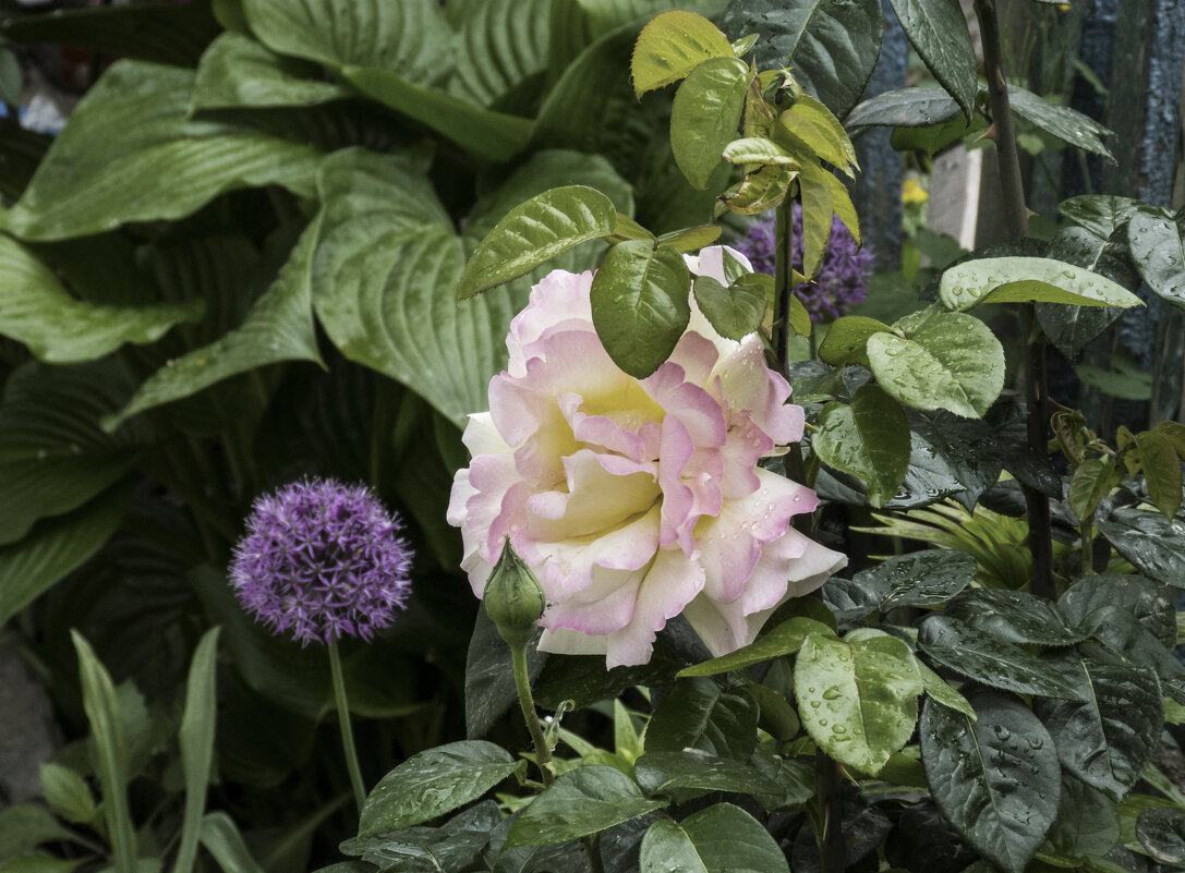 В нашем палисаде - Валентин Семчишин В нашем палисаде - Валентин Семчишин