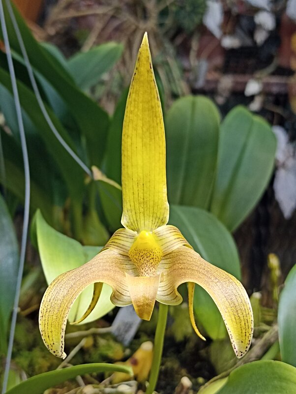 Наипрекраснейшие - Pippa Наипрекраснейшие - Pippa