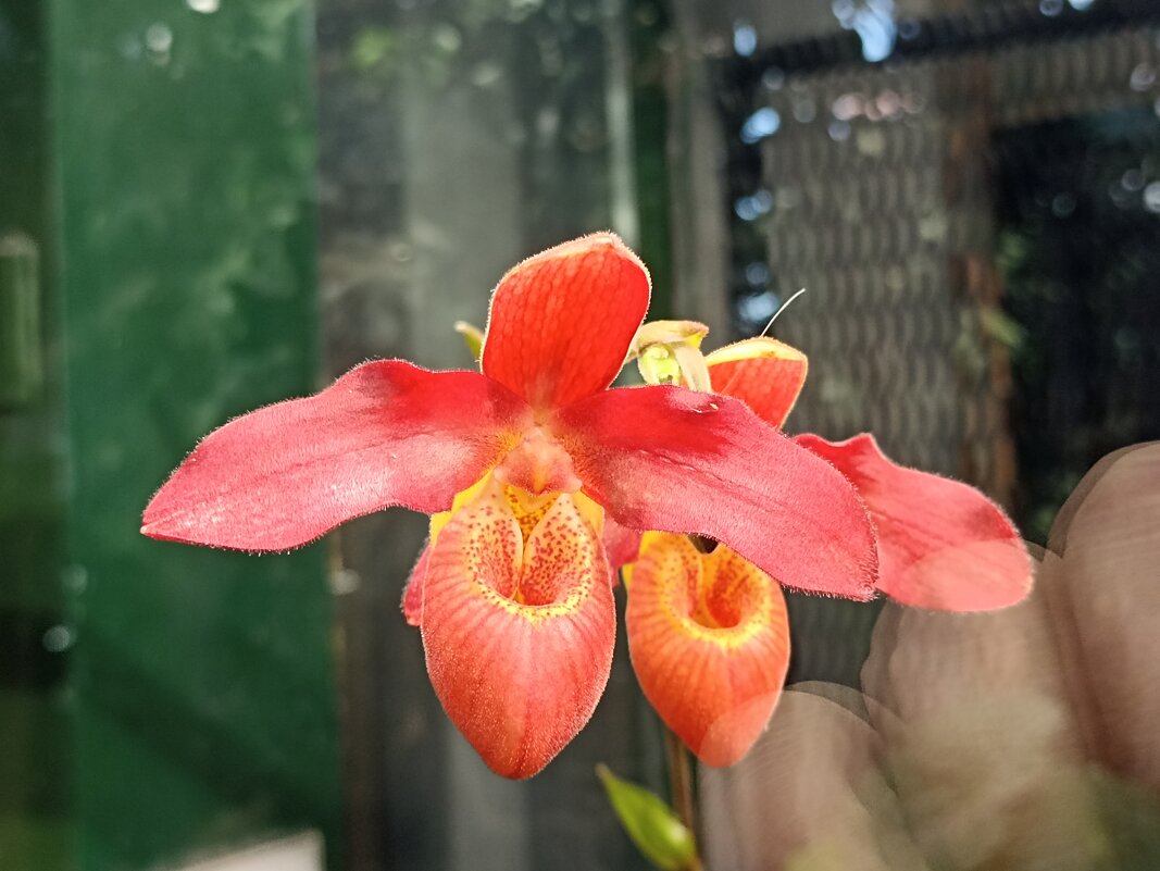 Наипрекраснейшие - Pippa 