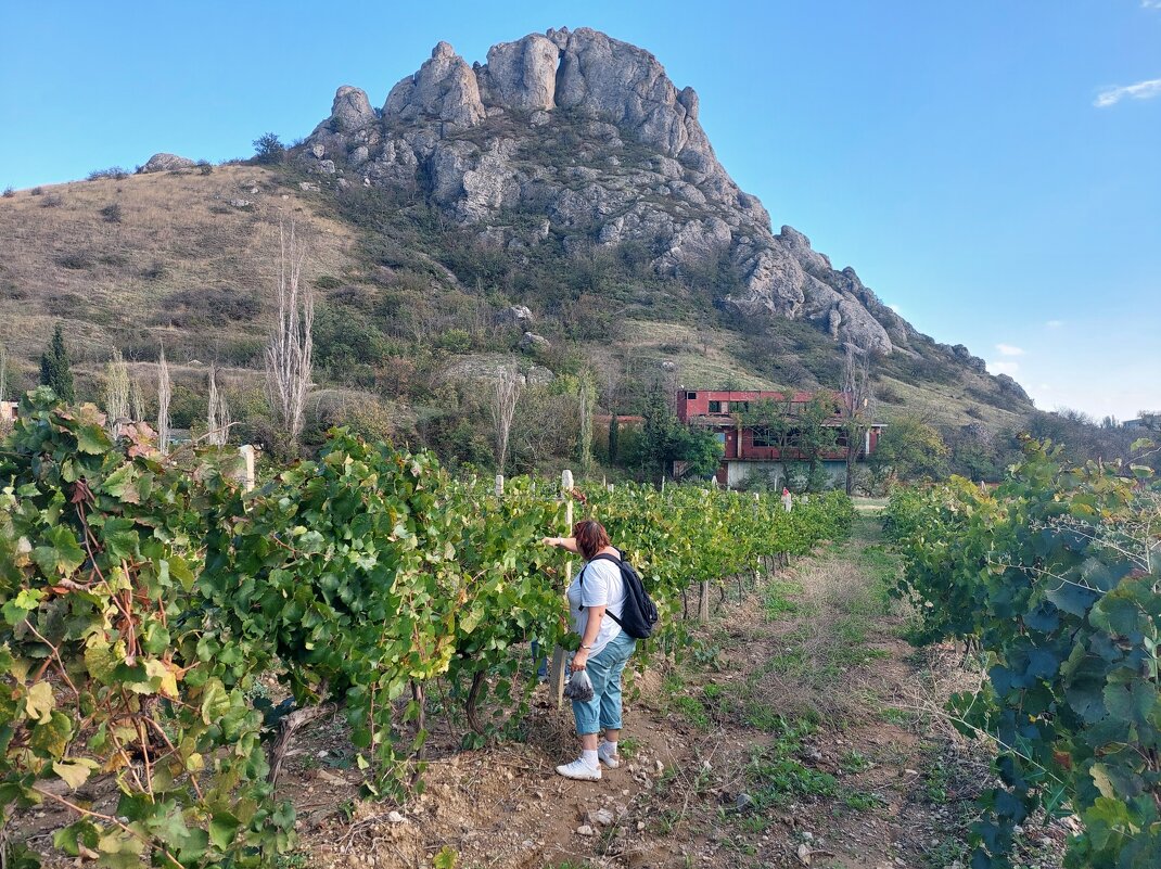 Виноградники - ИРЭН@ . Виноградники - ИРЭН@ .