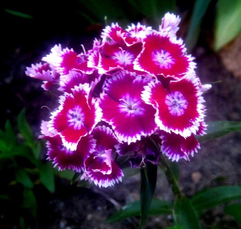 Гвоздики - Елена Семигина Гвоздики - Елена Семигина