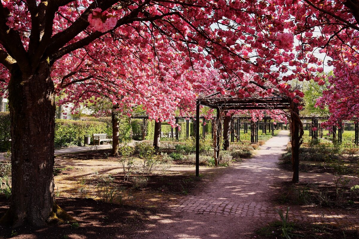 Сакура цветёт - Юрий. Шмаков