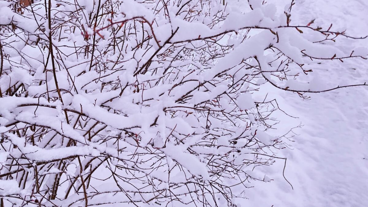 *** снежный  к у с т *** - Olga Oskolkova