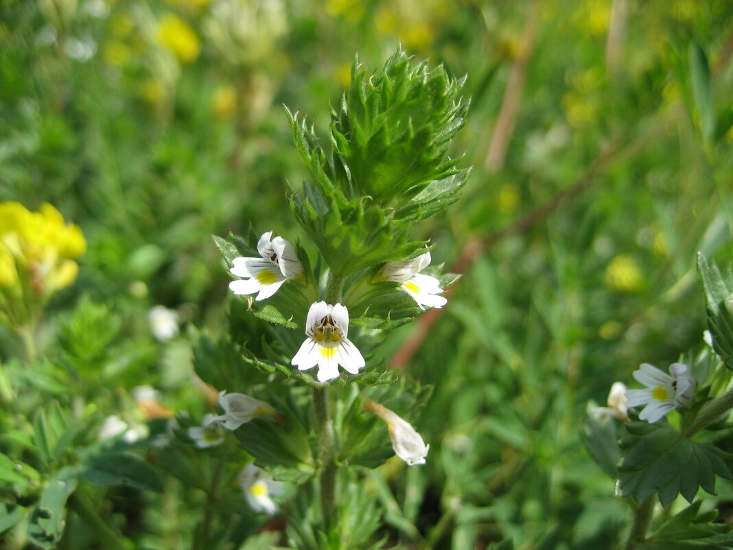 Очанка - Anna Ivanova