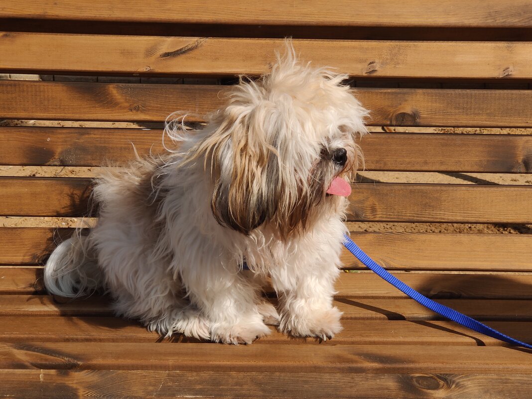 Встреча на скамейке - Светлана Хращевская