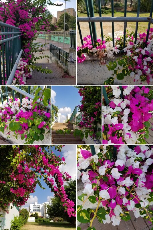Бугенвиллеи .Коллаж по моим фотографиям - Светлана Хращевская