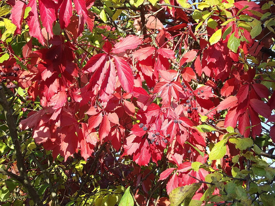 Дикий виноград - Freddy 97