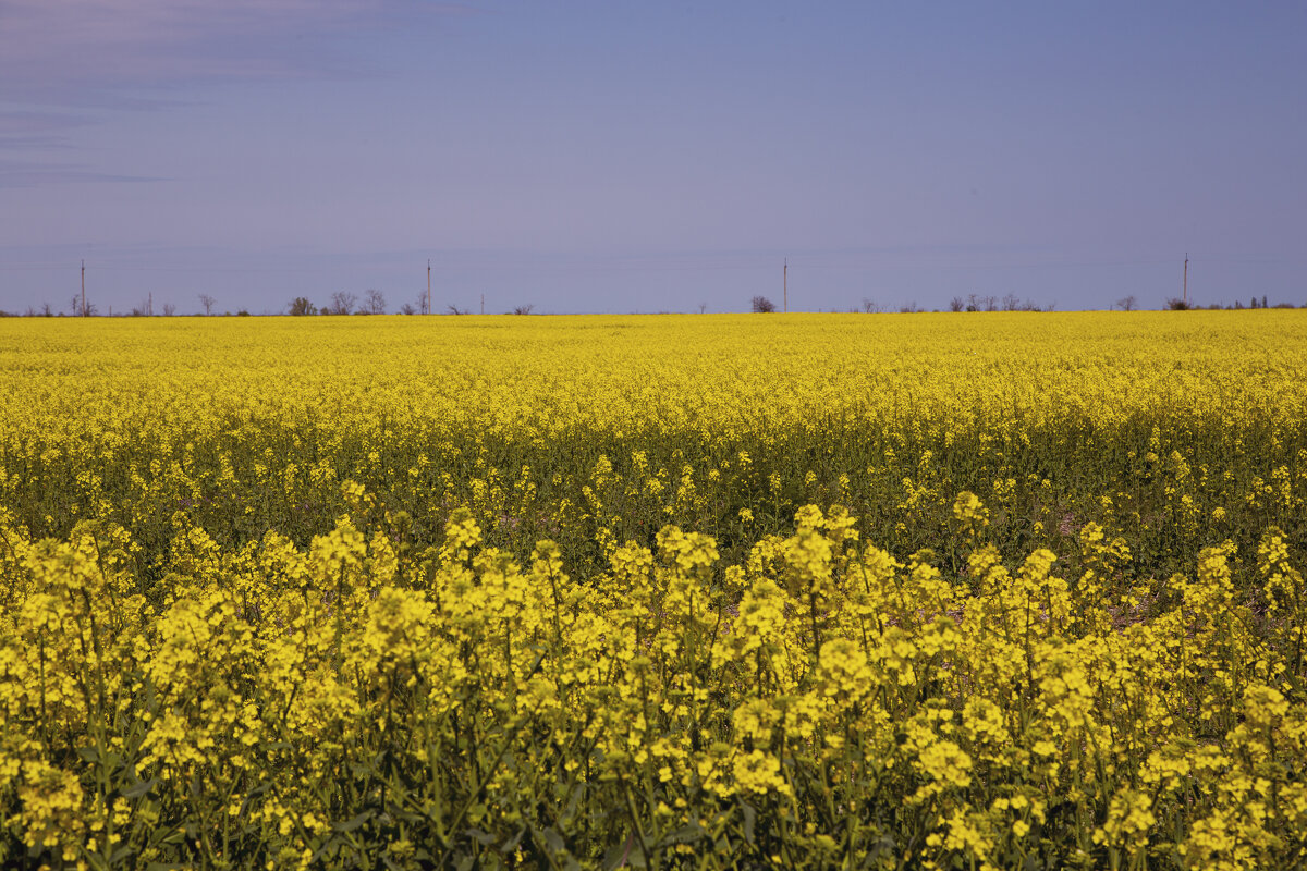 *** - Яна Горбунова