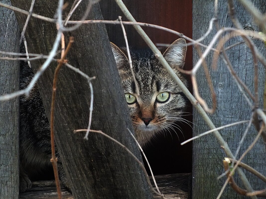 ** - Зоя Мишина ** - Зоя Мишина