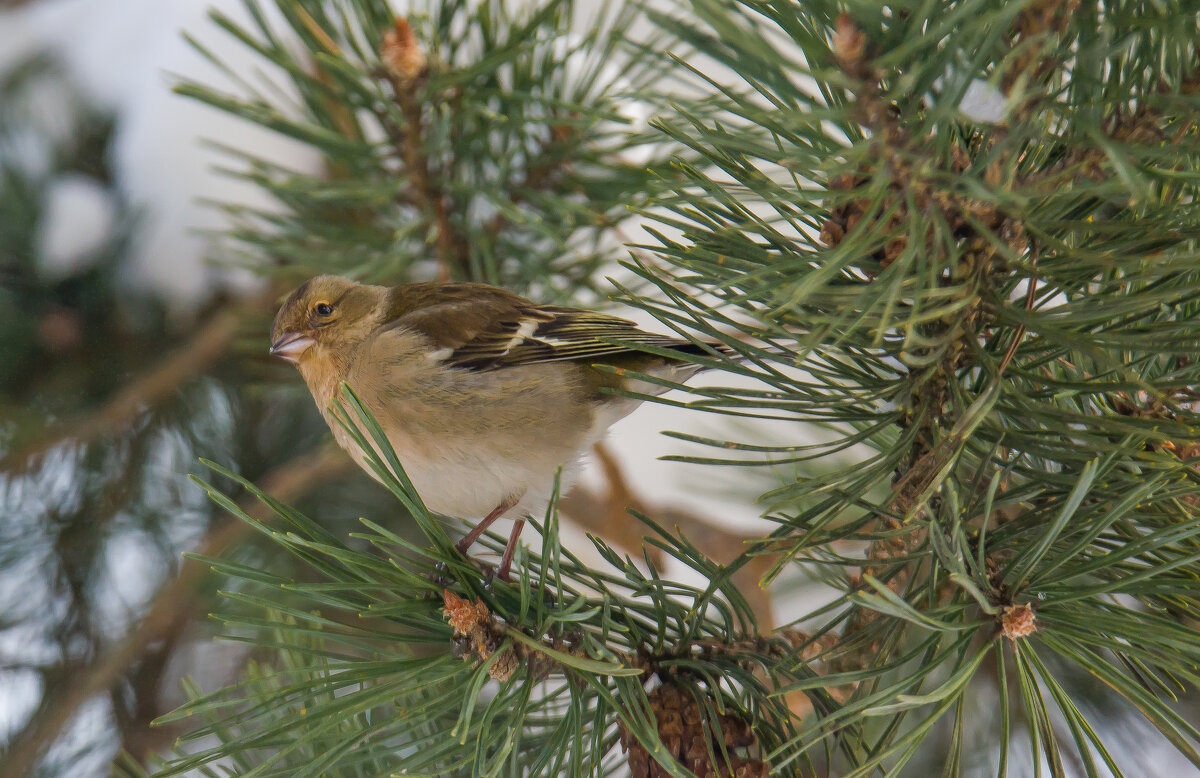 Самка зяблика. - Sergey (Apg)