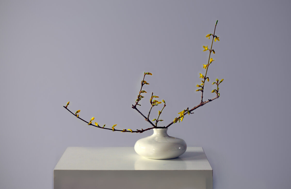 Форзиция зацвела - Olenka Форзиция зацвела - Olenka