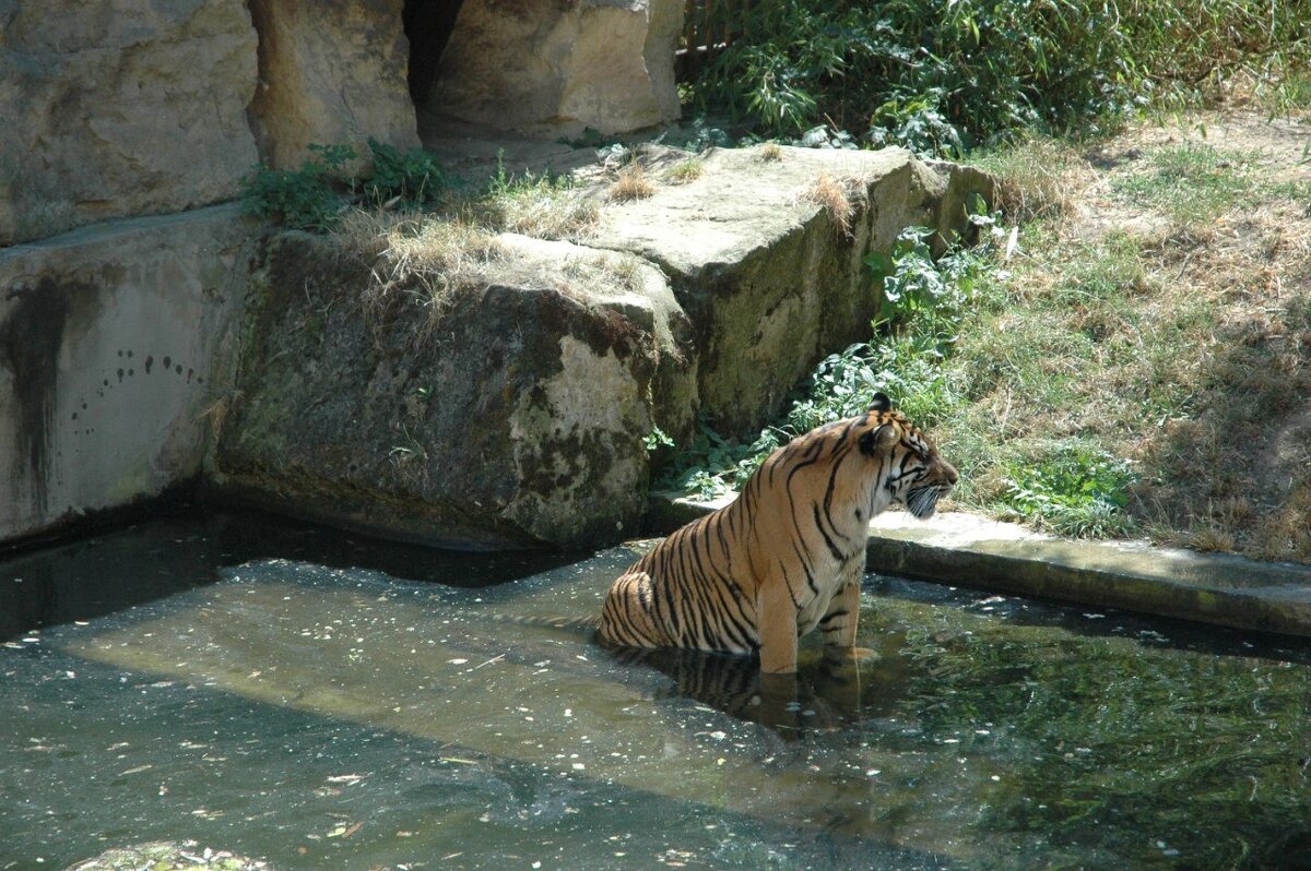Встающий тигр - Alexandra Sakharova